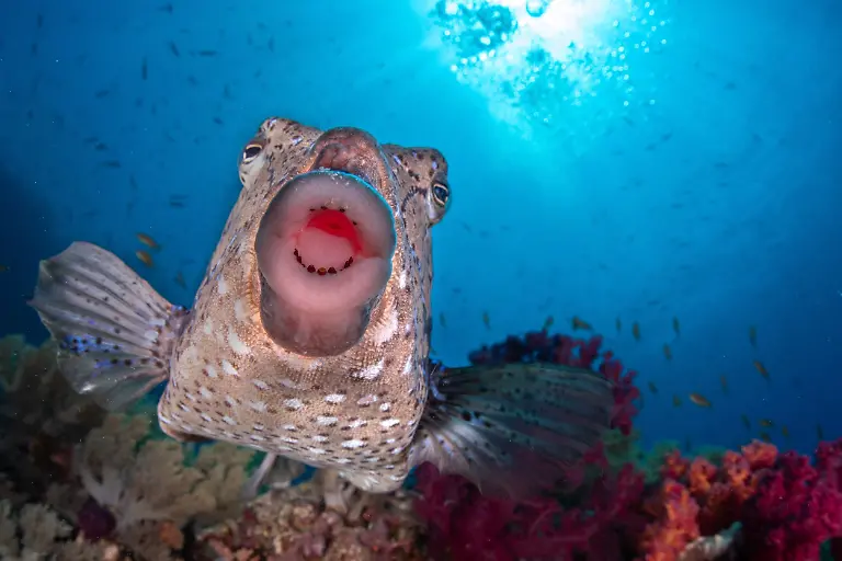 Mirror, Mirror in the Lens, by Saad Alaiyadhi, The Nature Photography Contest 2025 Funny Nature  Finalist